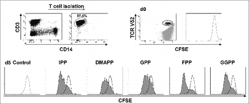 Figure 2. Mevalonate-derived isoprenoid pyrophosphates induce proliferation of Vγ9Vδ2 T cells. T cells were isolated and labeled with 0.5 μM carboxyfluorescein diacetate succinimidyl ester (CFSE). CFSE-labeled T cells (1 × 106 cells/mL) were stimulated with 10 μM mevalonate-derived isoprenoid pyrophosphates and 100 U/mL IL-2 in round-bottom 96 wells for 5 days. After staining for Vδ2 using fluorophore-conjugated anti-TCR Vδ2 antibody, cells were analyzed via flow cytometry. Vδ2+ T cells were gated and selectively examined for CFSE dye dilution (stimulated: filled histogram; unstimulated control: open histogram). Data are representative of 3 independent experiments analyzing T cells from 3 different donors.