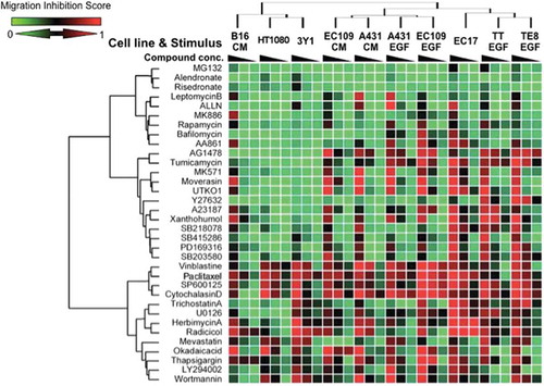 Figure 3. Cluster analysis of the chemosensitivity profile of migration inhibition.Cells were scratched and then stimulated by EGF, serum (for HT1080, 3Y1, and EC17 cells), or conditioned medium (CM) from EC17 cells. After 16 h, wound areas were observed and photographed under microscopy.