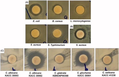 Figure 4. Synergistic antibacterial and anticandidal potential of Fe3O4 nanoparticles. (A) Fe3O4 nanoparticles (25 μg) + kanamycin (5 μg); (B) Fe3O4 nanoparticles (25 μg) + rifampicin (5 μg); and (C) Fe3O4 nanoparticles (50 μg) + amphotericin b (5 μg).