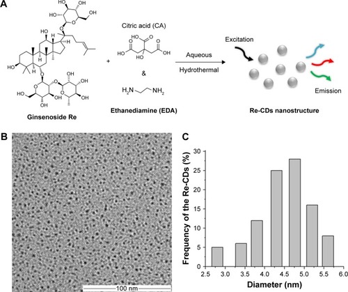 Figure 1 Schematic illustration of Re-based CDs via hydrothermal method (A), and the TEM image (B) with the size distribution (C) of Re-CDs.Abbreviations: CA, citric acid; EDA, ethylenediamine; Re-CDs, Re-based carbon dots; TEM, transmission electron microscopy.