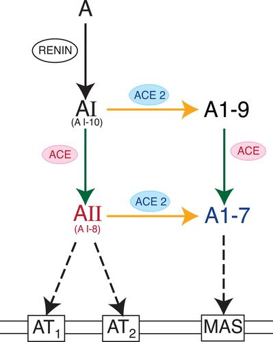 Figure 2 The RAS web. The RAS system is now more appropriately conceptualized as a web of activations and counterbalancing deactivations, rather than its original depiction as a linear cascade. Figure property of the authors.Abbreviations: ACE, Angiotensin Converting Enzyme; ACE2, Angiotensin Converting Enzyme 2; A, Angiotensinogen; AI, Angiotensin I; AII, Angiotensin II; A1-9, Angiotensin 1–9; A1–7, Angiotensin 1–7; AT1, Angiotensin Receptor Type 1; AT2, Angiotensin Receptor Type 2; MAS, MAS Receptor.