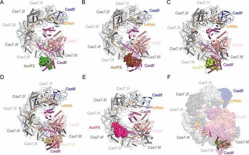 Figure 4. Overall structures of Csy complexed with AcrIF2, AcrIF6, AcrIF7, AcrIF8 and AcrIF10