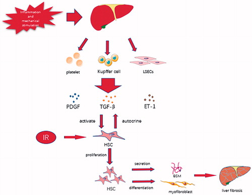 Figure 1. Overview of the role of HSCs in liver fibrosis. ① Liver cell damage caused by various pathogenic factors causes nearby hepatic sinusoidal endothelial cells, Kupffer cells, and platelets to secrete platelet-derived growth factor (PDGF), angiotensin 1 (ET-1), transforming growth factor β (TGF-β), and other cytokines, which activate the proliferation of hepatic stellate cells, promote the transformation to the myofibroblast phenotype, and increase extracellular matrix synthesis. Activated hepatic stellate cells can secrete PDGF, ET-1, TGF-β, and other cytokines to continue activation [Citation41,Citation42]. ② High glucose and high insulin levels caused by insulin resistance can significantly increase the proliferation ability of activated hepatic stellate cells [Citation29].