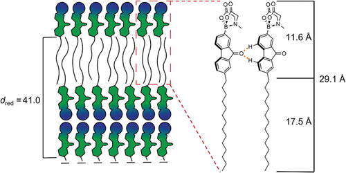Figure 10. (Colour Online) Proposed packing model of the SmA bilayer of FluO(14)MIDA.