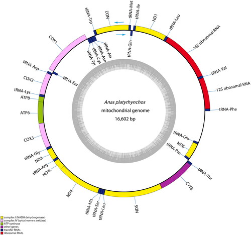 Figure 2. Mitochondrial genome map of Longshengcui duck. The inner circle indicates the GC content, and the external circle indicates the genes having different colors based on their functions. The arrows represent direction of transcription, genes encoded on the heavy and light strand are shown outside and inside the circle, respectively.