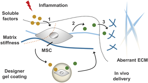 Figure 10. Inflammatory stimulation alters chemical and physio-mechanical signals in the cellular microenvironment, which influences MSC behaviours including: (1) the process of receiving soluble factors and (2) the paracrine effect of MSC. By designing gel coatings with defined chemomechanical cues, MSC regulation can be improved to (3) correct aberrantly ECM remodelling.