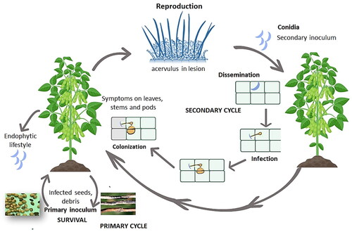 Figure 2. Disease cycle of anthracnose caused by Colletotrichum truncatum on soybean crop.
