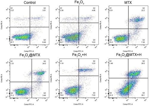 Figure 9 Apoptosis rate of OCI-LY18 cells determined by flowcytometry.Notes: Apoptosis rate: control group (7.21±3.68%), Fe3O4 MNPs group (13.87±1.36%), MTX group (31.35±3.02%), Fe3O4@MTX MNPs group (28.51±0.99%), Fe3O4 MNPs with hyperthermia group (17.22±2.71%), Fe3O4@MTX MNPs with hyperthermia group (52.00±5.50%). P<0.01, Fe3O4+H vs Control and FE3O4 groups; P<0.01, Fe3O4@MTX+H vs MTX and Fe3O4@MTX groups.Abbreviation: MNPs, magnetic nanoparticles.
