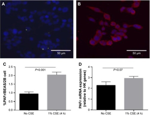 Figure 1 CSE increases PAFr expression in BEAS-2B bronchial epithelial cells.