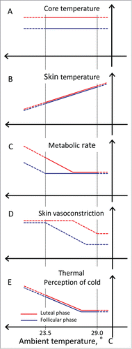 Figure 1. Difference in thermoregulation during a cold exposure between the luteal and follicular phases. Based on the study by Matsuda-Nakamura et al. (solid lines) and my speculation (dotted lines), thermoregulatory responses to cold in the luteal and follicular phases are illustrated. Core temperature (A), metabolic rate (B), mean skin temperature (C), skin vasoconstriction activity (D), and the strength of thermal perception during a cold exposure are shown. Red and blue lines denote the luteal and follicular phases, respectively.