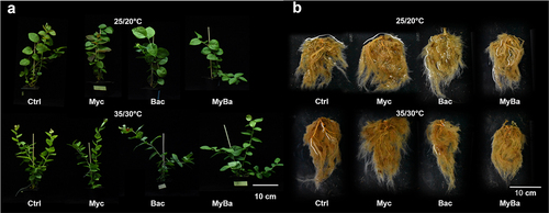 Figure 1. Morphology of the micro-propagated blueberry plantlets (a) above ground and (b) below ground at harvest. The illustrated plantlets were the representatives of each treatment group. The blueberry plantlets were treated with a mock inoculum (ctrl), a mix of ericoid mycorrhizae inoculum (myc), a single-strain thermotolerant plant growth-promoting bacterial inoculum (Bac), and a combination of the two inocula (MyBa).