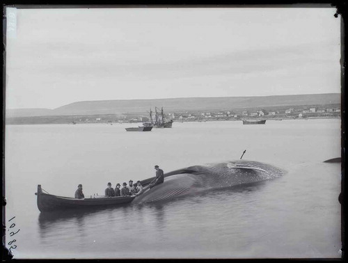 Figure 18. Roland Bonaparte/G.Roche, Roland Bonaparte and his visiting a site of whale hunting. 1884. Photograph reproduced with permission from Musée du Quai Branly, Paris.