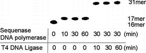 FIGURE 3 Enzymatic reaction of DNA polymerase and DNA ligase. Sixteen-mer oligonucleotides were labeled with 32P and aliquots (0.05 pmol/μL) were added to the reaction mixture for monitoring the enzymatic reaction. Except adding the 32P labeled oligonucleotides, the same experiments were performed as described in synthesis oligonucleotides containing TFT section of Materials and Methods).