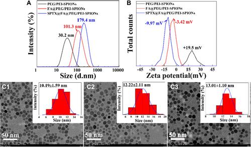 Figure 3 Particles size (A), zeta potential (B), TEM images and size distributions of PEG/PEI-SPIONs (C1), FA@PEG/PEI-SPIONs (C2), SPTX@FA@PEG/PEI-SPIONs (C3) under optimal conditions.