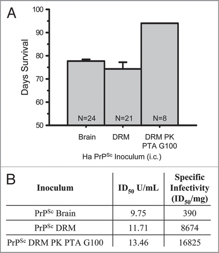Figure 5 Increasing specific infectivity with PrPSc purification. Days of survival were determined by hamster bioassay for purified Scrapie brain homogenate preparations (A). Transmissible disease was observed following intracerebral inoculation of 1% PrPSc (25 µg), PrPSc DRM (1.35 µg) and PrPSc PK-treated PTA precipitated material fractionated by size exclusion on Sephadex G100 (PrPSc DRM-PK-PTA-G100; 0.8 µg). N = sample size. Comparison of ID50 and specific infectivity following intracerebral inoculation of 1% crude brain homogenate (brain), DRM and purified prion (DRM-PK-PTA-G100) by incubation time assay (B). Isolation of PrPSc in DRMs from lipid rafts results in >20-fold and purified PrPSc DRM-PK-PTA-G100 >40-fold, increase in specific infectivity relative to crude brain.
