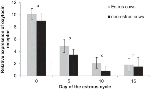 Figure 6. Relative expression of oxytocin receptor on Days 0, 5, 10, and 16 of the estrous cycle for cows in the estrus and non-estrus groups. Days having different superscripts are different (ab and acP < 0.01; bcP < 0.05).
