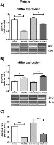 Figure 3. Effect of noradrenergic stimulation of SMG and denervated ovary on apoptotic gene expressions in estrus ovary. (A) Bax mRNA expression; (B) Bcl2 mRNA expression; (C) Bax/Bcl2 ratio. These results are expressed as mean ± SEM (n = 3 pools of 2 ovaries per pool). Densitometry analysis of the bands in the gel photographs was performed using the ImageJ software and expressed as relative units. Actb was used as the housekeeping gene. Data were analyzed by one-way ANOVA followed by Tukey’s test were used. *p < 0.05; **p < 0.01; ***p < 0.001. Actb: actin beta; NA: Noradrenaline; SMG: superior mesenteric ganglion.