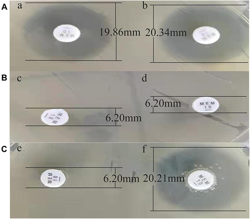 Figure 2 Results of the mCIM (left) and eCIM (right) tests. (A–C) represent the results of mCIM and CIM in three different cases respectively. (A) When the transparent inhibition zone is seen around the mCIM and eCIM discs, the mCIM (a) test result is negative and eCIM (b) is invalid (mCIM diameter of the inhibition zone=19.86 mm and eCIM diameter of the inhibition zone=20.34 mm). (B) Metalloenzymes are produced when the results of mCIM (c) test are positive (inhibition zone diameter=6.20 mm) and eCIM (d) test are negative (inhibition zone diameter=6.20 mm). (C) When both mCIM (e) test and eCIM (f) test were positive, serine carbapenemase was produced (diameter of mCIM inhibition zone=6.20 mm, diameter of ECIM inhibition zone=20.21 mm, and the needle scattered colonies in the inhibition zone were negligible).
