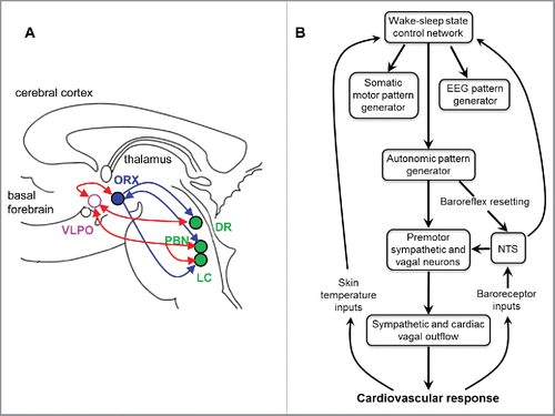 Figure 4. Panel A shows a simplified schematic model of the basic wake–sleep switch. DR, dorsal raphe; LC, locus coeruleus; ORX, hypocretin/orexin neurons of the hypothalamus; PB, parabrachial nucleus; VLPO, ventrolateral preoptic nucleus. Red and blue arrows indicate inhibitory and excitatory connections, respectively. Modified from Citationref. 81, with permission. Panel B shows a schematic diagram of the hypothetical integration between the central neural mechanisms and the cardiovascular events of awakening. EEG, electroencephalogram; NTS, nucleus of the solitary tract. Modified from Citationref. 4, with permission.