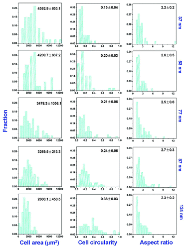 Figure 4. Distributions of cell area, cell circularity, and cell aspect ratio on patterned surfaces of RGD peptides on the PEG hydrogels with indicated nanospacings. The means and standard deviations are marked inside the graphs.