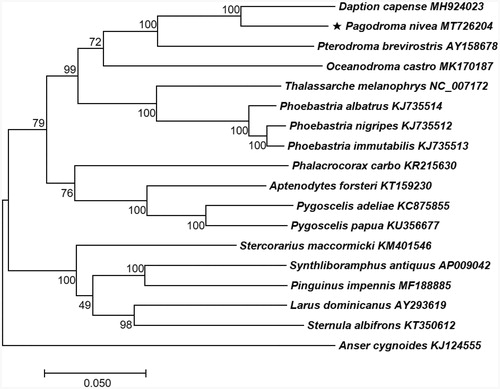 Figure 1. Phylogenetic tree of P. nivea and 17 related taxa. A total of 13 PCGs in mitochondrial genome were aligned and used to generate a maximum likelihood phylogenetic tree. The numbers in the nodes indicate bootstrap support values (>50%) from 1000 replicates .