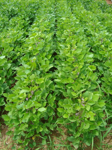 Figure 2. Open pollination treatment in soybean plantation: flowers are marked and left open for floral visitors.