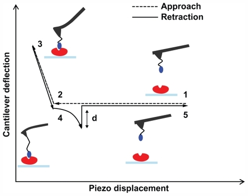 Figure 2 Schematic representation of a force–distance cycle carried out in the atomic force spectroscopy experiment. A ligand-functionalized tip is approached to a surface covered by immobilized receptor (point 1); the cantilever begins to deflect upward due to the ligand–receptor intermolecular repulsive forces (point 2); the two partners can interact, and when the cantilever applies the maximum contact force upon the substrate, the approaching phase is stopped (point 3); the cantilever begins to retract, reaches the baseline deflection and begins to bend downward due to the attractive interaction force displayed by the ligand–receptor complex (point 4); when the force exerted by the cantilever overcomes the stability of the complex bonds, the cantilever jumps off, returning to its initial position (point 5). See Funari et alCitation27 for a detailed description.