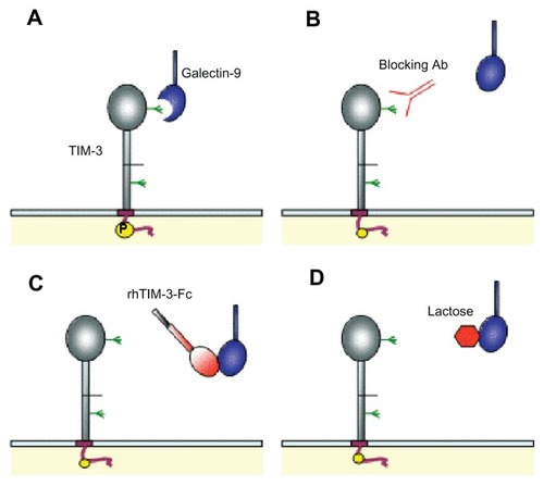 Figure 6 Schematic representations of T cell immunoglobulin and mucin-domain (TIM)-containing molecule-3–galectin-9 interaction disruption strategies. (A) Galectin-9 binds to the TIM-3 immunoglobulin variable domain via carbohydrate interactions.Citation30 (B) Blockade of TIM-3 by anti-TIM-3 antibody (Ab). (C) Soluble human recombinant TIM-3-Fc chimeric protein (rhTIM-3-Fc) acts as a galectin-9 scavenger receptor, preventing TIM-3–galectin-9 interaction. (D) Galectin-9 preferentially binds to excess lactose in solution due to galactosidase affinity.