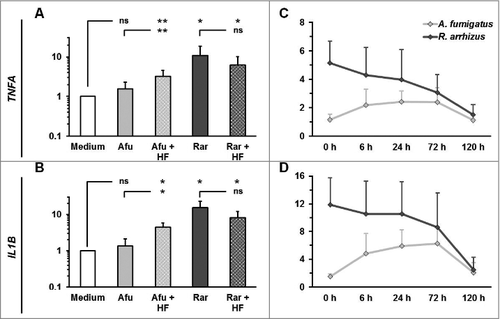Figure 6. Hydrofluoric acid treatment does not increase the immunogenicity of resting R. arrhizus spores (A-B) Dormant spores of A. fumigatus and R. arrhizus were fixed with 2.5% paraformaldehyde for 12 h, followed 48% hydrofluoric acid treatment of 72 h. After extensive washing with dH2O to remove residual hydrofluoric acid 2 × 106 spores were co-cultured with 2 × 106 PBMCs obtained from healthy donors (n = 4). The expression of TNFA and IL1B was analyzed by RT-qPCR (crosshatched bars). For comparison, the expression of these genes was also analyzed after co-culture of PBMCs with PFA-fixed untreated dormant spores (monochromatic bars). (C-D) Relative TNFA and IL1B mRNA expression levels after a 6 h co-culture of 2 × 106 PBMCs with dormant A. fumigatus and R. arrhizus spores treated with 48% hydrofluoric acid for 0 to 120 hours. ns: not significant; p-values: □: 0.05 <p < 0.1; #: 0.01 < p< 0.05; ##: 0.001< p < 0.01