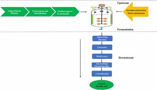 Figure 2. Systematic representation for the production of succinic acid using lignocelluosic biomass.