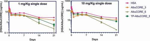 Figure 6. Single dose pharmacokinetic (PK) profiles of HSA and AlbuCORE molecules in Tg32/AlbKO mice at 1 and 10 mg/Kg. The PK parameters derived from these profiles are shown in Table 4.