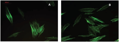 Figure 5 Fluorescence microscopy of adherent HGFs on plates with a Ti-nAg surface (A) or Ti-polished surface (B). HGFs exhibited a fusiform or polygonal spreading shape. No significant differences of cell morphology and cytoskeletal architecture were observed between Ti-polished and Ti-polished specimens.