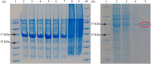 Figure 6. SDS PAGE of purified recombinant protein. (a) Lane 1: protein marker (Fermentas); lane 2: 10 mmol/L imidazole-repetition 1; lane 3: 10 mmol/L imidazole-repetition 2; lane 4: 10 mmol/L imidazole-repetition 3; lane 5: 15 mmol/L imidazole-repetition 1; lane 6: 15 mmol/L imidazole-repetition 2; lane 7: 15 mmol/L imidazole-repetition 3; lane 8: supernatant; lane 9: mixture; lane 10: marker. (b) lane 1: protein marker (…); 2: crude enzyme solution; 3: superior fluid penetration solution; 4: miscellaneous protein; 5: pure enzyme solution.