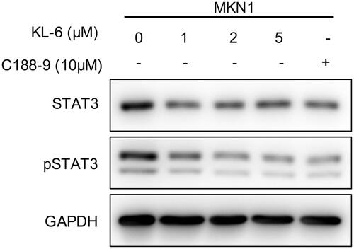 Figure 6. Western blot analysis of KL-6 mediated effects on STAT3 and p-STAT3 inhibition in MKN1 tumour cells.