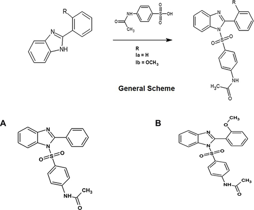 Figure 1 General scheme for the synthesis of new benzimidazole acetamide derivatives. (A) N-[4-(2-phenyl-1H-benzimidazole-1-sulfonyl) phenyl] acetamide (Ca) (B) and N-{4-[2-(2-methoxyphenyl)-1H-benzimidazole-1 sulfonyl] phenyl} acetamide (Cb).