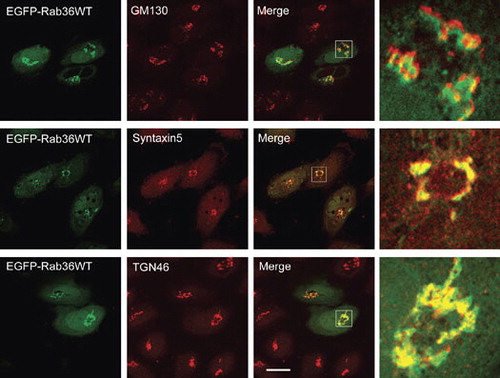 Figure 2.  Rab36 is associated with Golgi apparatus. HeLa cells were transfected with EGPF-Rab36WT, and processed for immuno-labeling with antibodies against GM130 to label cis-Golgi, syntaxin 5 to label medium Golgi or TGN46 to label trans-Golgi network. The right panels were magnified to show the co-localization of Rab36 with Golgi apparatus, and demonstrated that Rab36 is preferentially associated with TGN. Bar = 20 μm. This Figure is reproduced in colour in the online version of Molecular Membrane Biology.