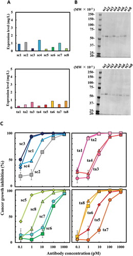 Figure 3. Expression of 16 hEx3 variants in Pichia pastoris and their growth inhibition effects against epidermal growth factor receptor (EGFR)-positive TFK-1 cells. Expression levels were estimated by western blotting analysis of culture supernatant (a). Sodium dodecyl sulfate-polyacrylamide gel electrophoresis (SDS-PAGE) analyses were performed after His-tag-purification of hEx3s (b). Each purified sample was added along with T-LAK cells to TFK-1 cells (T-LAK:TFK-1 ratio, 5:1) (c). The value of ta2 at 0.1 pM was not evaluated correctly due to technical error.