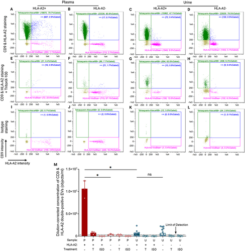Figure 2 HLA-A2 expressing CD9+ EVs quantified in plasma and urine samples using IFCM. (A – D) Representative readout scatterplots presenting three populations of events measured in HLA-A2+ plasma (A), HLA-A2- plasma (B), HLA-A2+ urine (C), and HLA-A2- urine (D). The scatterplots consist of tetraspanin/CD9-Alexa488 single-positives (green dots), HLA-A2-Vioblue single-positives (pink dots), and double-positives (“++”; blue dots). Each gate’s name shows the number and the percentage of gated objects. (E – H) The measurement of (A) – (D) after detergent (TritonX-100) treatment. (I – J) Isotype staining of all samples. (M) Dilution-corrected concentration of CD9 & HLA-A2 double-positives in HLA-A2+ or HLA-A2- plasma (n = 3, red bars) and urine (n = 12, blue bars). Plasma and urine are collected from the same individuals. Data are presented as median [Q1 – Q3]. The black dot line depicts the limit of reliable detection of uEV concentration, representing the background levels observed in detergent-treated and isotype-staining controls (3 × 105 objects/mL). Created with BioRender.com. Marks: *, p < 0.05; ns, no significant difference.