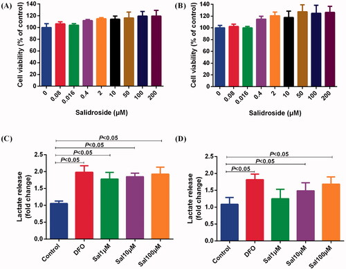 Figure 5. Salidroside increased the secretion of lactic acid in BV-2 and PC-12 cells. (A, B) Effects of different concentrations of salidroside on the proliferation of BV-2 cells (A) and PC-12 cells (B). The cell viability was evaluated using a CCK-8 assay (n = 6 per group). (C, D) The secretion of lactate in BV-2 cells (C) and PC-12 cells (D) treated with vehicle, salidroside (Sal, 1, 10 and 100 μM), or deferoxamine (DFO, 100 μM). The lactate release was evaluated using a Lactate Colorimetric Assay kit (n = 6 per group). Data are shown as the mean ± SEM and are representative of triplicate experiments (one-way ANOVA).