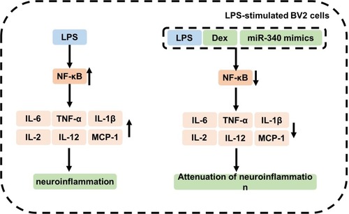 Figure 7 MiR-340 mimics exhibited anti-inflammation effect via downregulation of NF-κB pathway. The mechanism by which miR-340 mimics protected BV2 cells against LPS is shown in the figure.