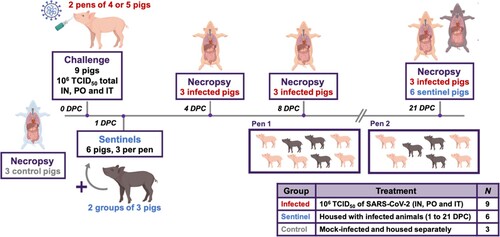Figure 1. Study Design. Eighteen pigs were placed into three groups. Group 1 (principal infected animals) consisted of nine pigs (four and five in each pen) and was inoculated via intranasal (IN), oral (PO), and intratracheal (IT) routes simultaneously with a total dose of 1 × 106 TCID50 of SARS-CoV-2 in 4 mL DMEM. The pigs in Group 2 (n = 6; sentinel contact animals) and Group 3 (n = 3; mock control animals) were housed in a separate room. At 1-day post challenge (DPC), the six pigs in Group 2 were co-mingled with the principal infected animals in Group 1 (three pigs per pen) and served as sentinel contact controls. The remaining three pigs in Group 3 remained in separate housing and served as mock-infected negative controls and were euthanized and necropsied on 3 DPC. Principal infected animals were euthanized and necropsied at 4 (n = 3), 8 (n = 3), and 21 (n = 3) DPC to determine the course of infection. All six sentinel pigs were also euthanized on 21 DPC.