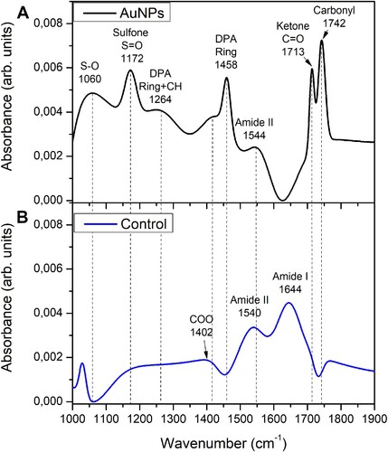 Figure 11. FTIR Spectroscopy of Bacillus subtilis endospores exposed to fungal-biosynthesized AuNPs. (A) IR spectrum of B. subtilis endospores exposed to 100 mg/L for 6 h to fungal-synthesized AuNPs. Functional group assignment is indicated in the graphs. (B) FTIR spectrum of B. subtilis endospores unexposed to AuNPs (control).