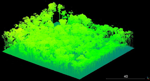 Figure 17. Raw point cloud representing the surveyed site. NB: thick tree canopy.