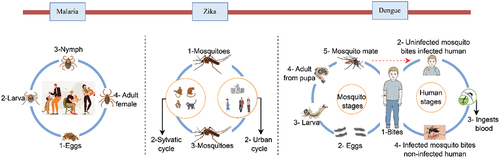 Figure 4. The life cycle of malaria, Zika, and dengue viruses is depicted for enhanced comprehension.