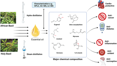 Figure 1. Essential Oil from African and Holy Basil and Their Biological Activities.