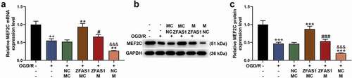 Figure 6. MEF2C was up-regulated by overexpressed ZFAS1, but was down-regulated by miR-421-3p mimic in OGD/R cells. (A) The effects of overexpressed ZFAS1 and miR-421-3p mimic on the mRNA expression of MEF2C in OGD/R-modeled cells were analyzed by qRT-PCR. GAPDH was an internal reference. (B-C) The effects of overexpressed ZFAS1 and miR-421-3p mimic on the protein expression of MEF2C in OGD/R-modeled cells were analyzed by Western blot. GAPDH was an internal reference. All the experiments were repeated three times to average (n = 3). ++p < 0.01, +++p < 0.001 vs Control; **p < 0.01, ***p < 0.001 vs OGD/R+ NC+MC; #p < 0.05, ###p < 0.001 vs OGD/R+ ZFAS1+ MC; &&&p < 0.001 vs OGD/R+ ZFAS1 + M