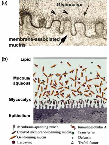Figure 13. (a) Microstructure of surface of the conjunctiva epithelium observed with a transmission electron microscope. (b) Schematic representation of biomolecules at the surface of the conjunctiva epithelium. Reprinted with permission from [Citation230]. Copyright (2003) elsevier.