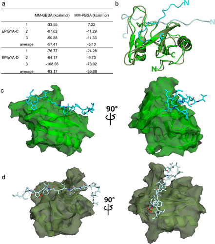 Figure 5. Comparative analysis of the interaction of SHIP2-SH2 domain with EPIpYA-C and EPIpYA-D peptides. (a) The binding energies of two peptides with SHIP2-SH2 domain were calculated with two algorithms, MMGBSA and MMPBSA. (b) Superimposition of SHIP2-SH2 domain interacting with EPIpYA-C and EPIpYA-D motifs. (c) Overall structure of the SHIP2-SH2-EPIpYA-C complex in two views. (d) Overall structure of the SHIP2-SH2-EPIpYA-D complex in two views. Cyan and light gray indicate EPIpYA-C and EPIpYA-D peptides respectively where their Tyr residues were both phosphorylated. Green and dark gray indicate SH2 domains interacting with EPIpYA-C and EPIpYA-D peptides respectively.