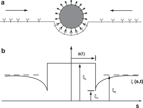 Figure 4 An illustration of receptor mediated endocytosis process of particle uptake as modeled by Gao and co-workers (CitationGao et al 2005) (a) Ligands on the particle bind to receptors on initially uniformly distributed receptors on the membrane causing diffusive movement of the mobile receptors (b) The receptor density distribution, ξ(s,t), in the membrane becomes nonuniform upon ligand-receptor binding; the receptor density is depleted in the near vicinity of the binding area and induces diffusion of receptors toward the binding site. 2*a(t) is the contact area between the particle and the membrane. CitationGao H, Shi W, Freund LB. 2005. Mechanics of receptor-mediated endocytosis. PNAS 102: 9469–74. Copyright © 2005 National Academy of Sciences, USA.