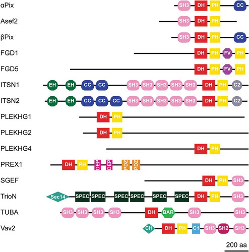 Figure 1. Protein domain structure of potential Cdc42 GEFs